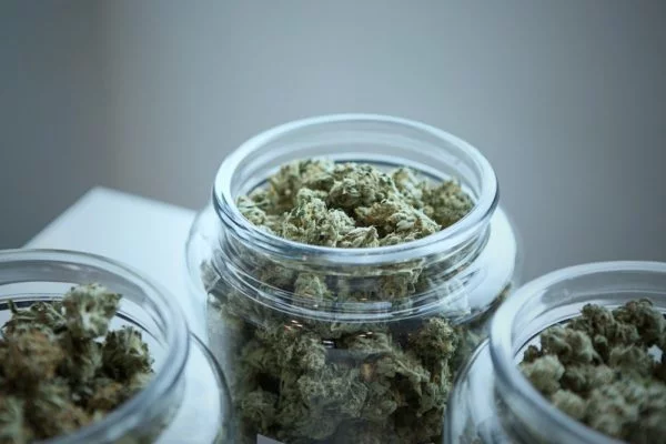 Indulge in Luxury: Experience the White Cookies Strain